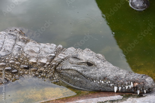 Cabeza de Cocodrilo con sus afilados colmillos saliendo del agua en Bagamoyo, Tanzania en Africa del Este.