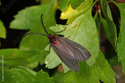 Aglaope infausta (LINNAEUS, 1767) Trauerwidderchen 23.06.2017 DE, RLP, Mosel, Valwig photo