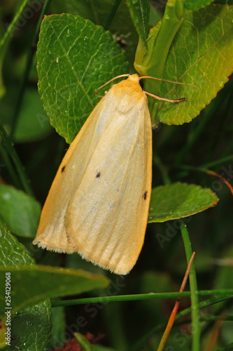 Cybosia mesomella (LINNAEUS, 1758) Elfenbein-Flechtenbärchen 24.06.2017 DE, NRW, Wuppertal Beyenburg photo