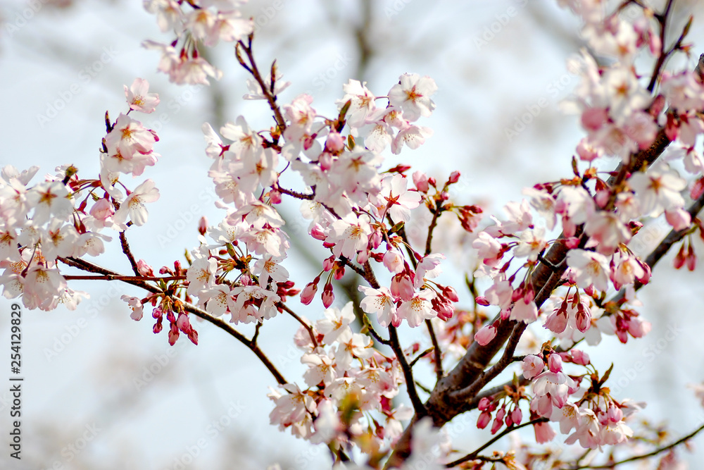 Cherry blossom in Japan
