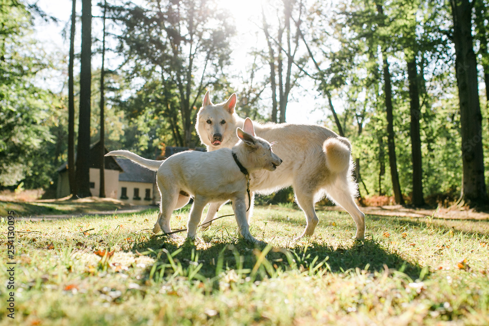 Weißer Schäferhund und Welpe