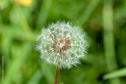 Fluff of dandelion in Japan