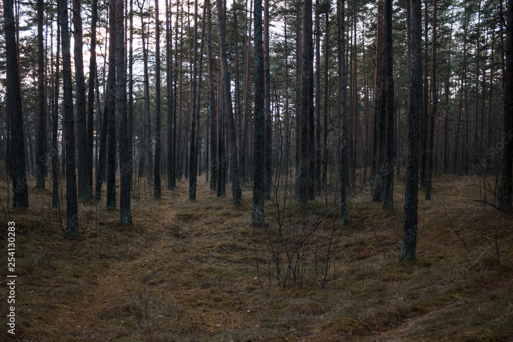 Mysterious gravel road trough the dark forest in autumn evening. Mysterious gravel road trough the dark forest in autumn evening.