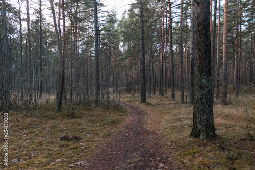 Fototapeta Naklejka Na Ścianę i Meble -  Mysterious gravel road trough the dark forest in autumn evening. 