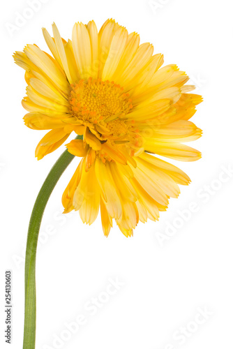 calendula flower isolated