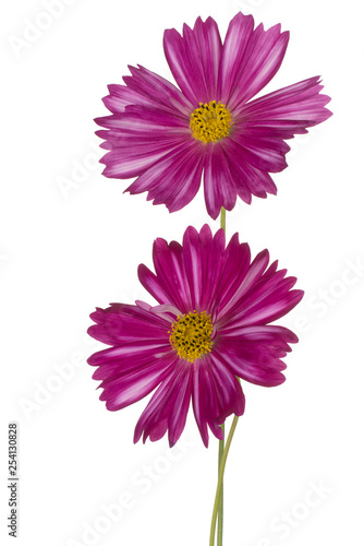 cosmos flowers isolated