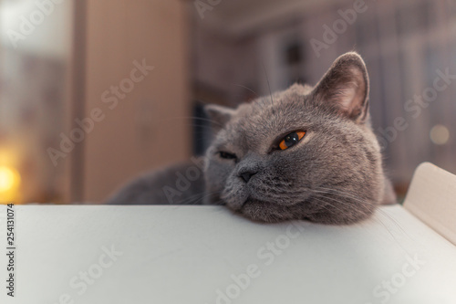 Cute british shorthair cat resting in a box