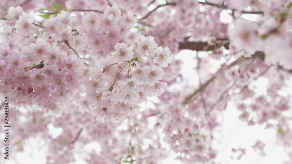 Beautiful cherry blossom sakura in spring time over blue sky. movement with the wind. slow motion Beautiful cherry blossom sakura in spring time over blue sky. movement with the wind. slow motion