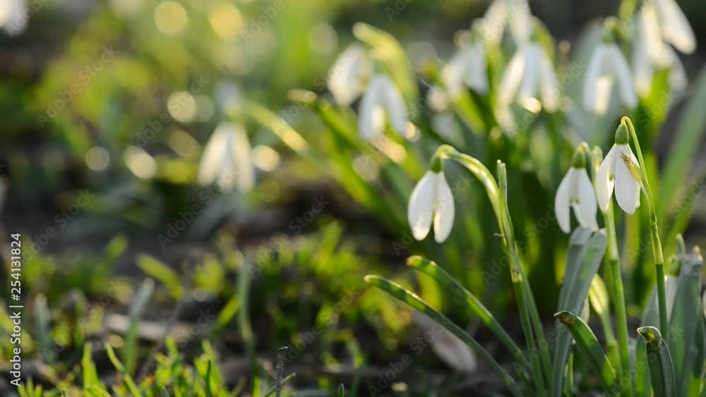 Close-up of snowdrops spring flowers in a shallow depth of field view, with a nice blurred green background and in the contre-jour sunset light Close-up of snowdrops spring flowers in a shallow depth of field view, with a nice blurred green background and in the contre-jour sunset light