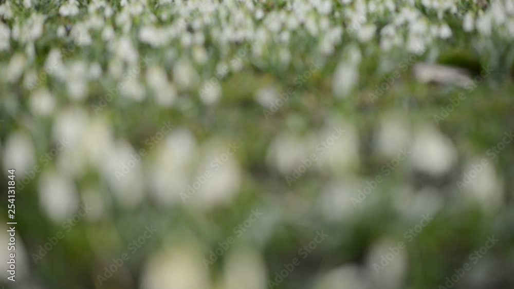 Close-up of snowdrops spring flowers in a shallow depth of field view, with a nice blurred green background and in the contre-jour sunset light Close-up of snowdrops spring flowers in a shallow depth of field view, with a nice blurred green background and in the contre-jour sunset light