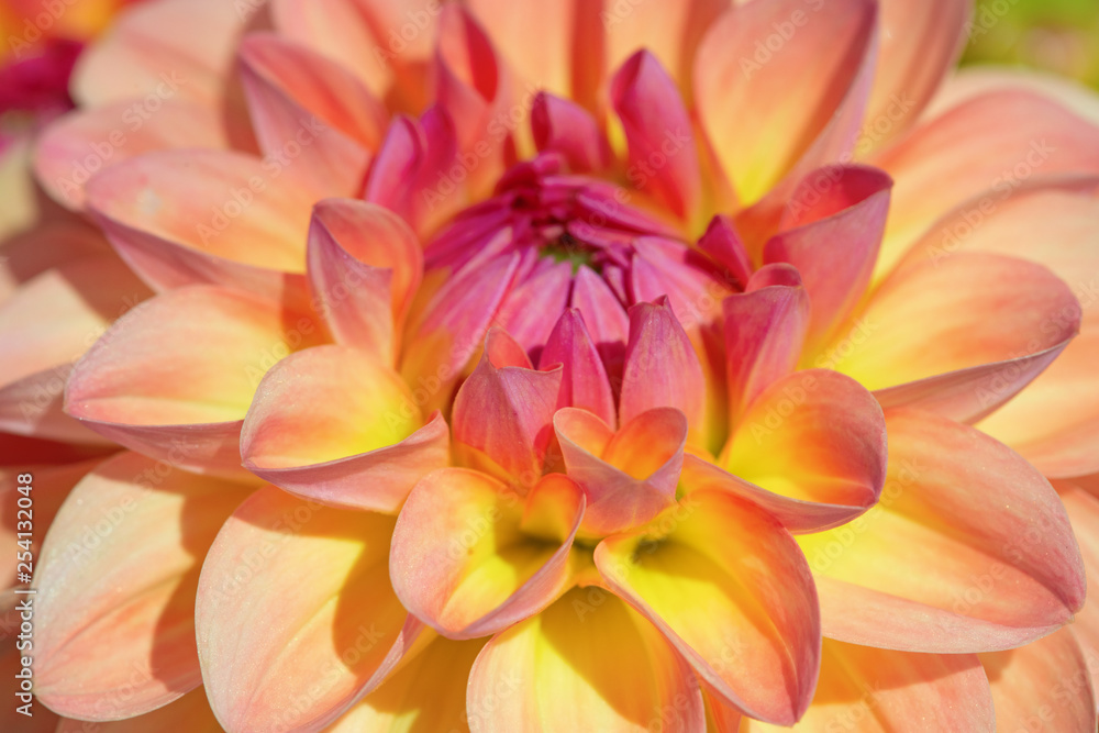 Dahlia flower Dahlia flower