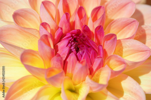 Dahlia flower