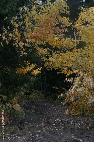 Autumn forest and village photos.savsat artvin  turkey 