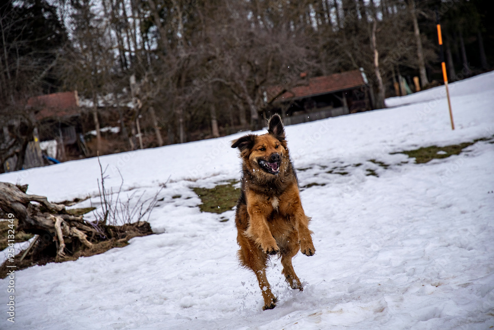 Mongrel dog playing wild in the snow and standing on his hind legs Mongrel dog playing wild in the snow and standing on his hind legs