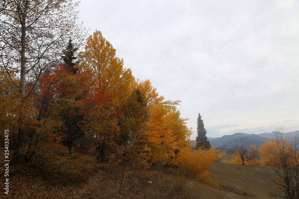 Fototapeta premium Autumn forest and village photos.savsat/artvin /turkey 