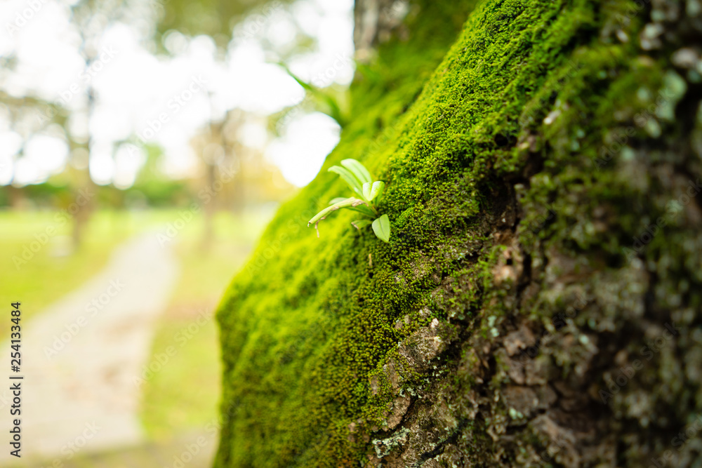 Small grass trees that grow on lush green trees in nature. Small grass trees that grow on lush green trees in nature.