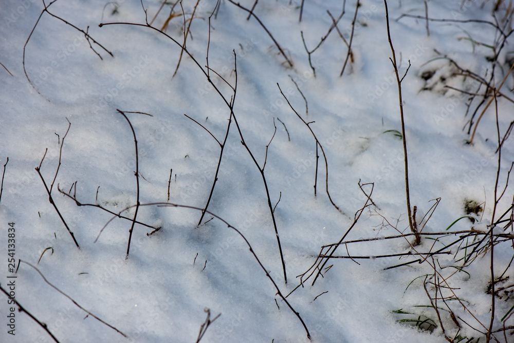 frozen tree branches in winter