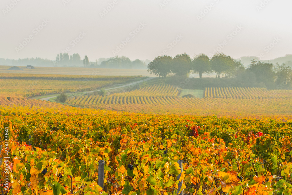 Pastoral vineyard scene in fall in the Burgundy region of France