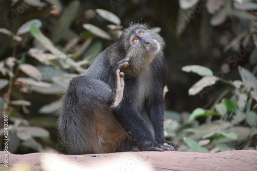 Mono de cuello blanco, Cercopithecus albogularis sentado en el tronco de un árbol mientras que se arrasca mirando hacia arriba con su pelaje grisáceo y negro, Parque Nacional Lago Manyara, Tanzania.