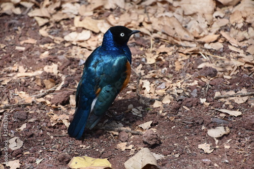 Estornino soberbio, Lamprotornis superbus aposado con su plumaje azul metálico en busca de alimentos  en el Parque Nacional Lago Manyara en Tanzania, África del Este.