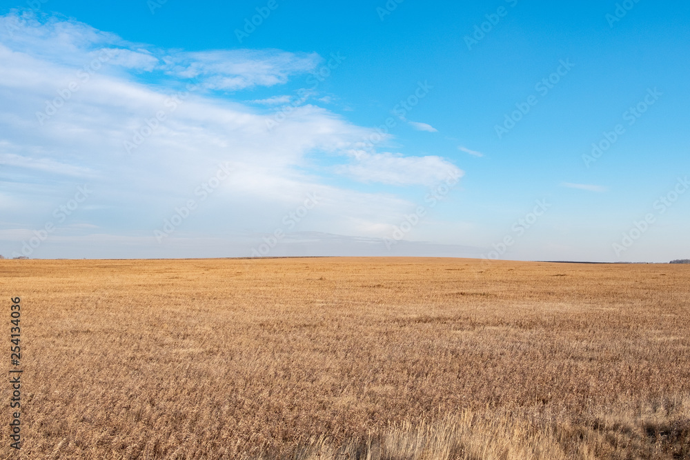 yellow sloping field in autumn and blue cloudy sky