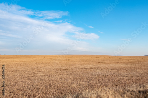 yellow sloping field in autumn and blue cloudy sky