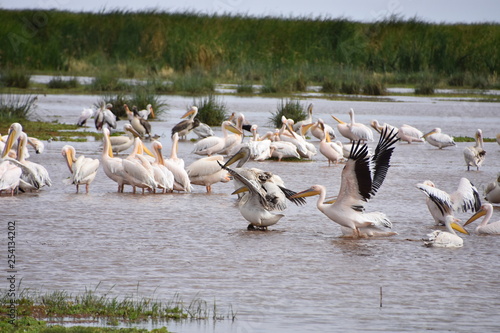 Manada de pelícanos con sus cuellos rosados, plumas blancas, en las punta de las alas negras en el Parque Nacional Lago Manyara en Tanzania, Africa del Este.