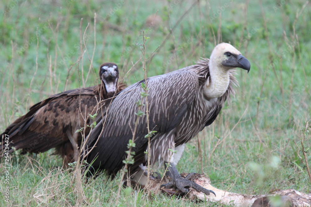 Fototapeta premium Vulture