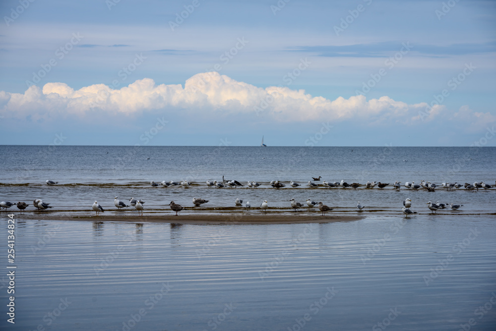 flock of birds resting near water on the beach