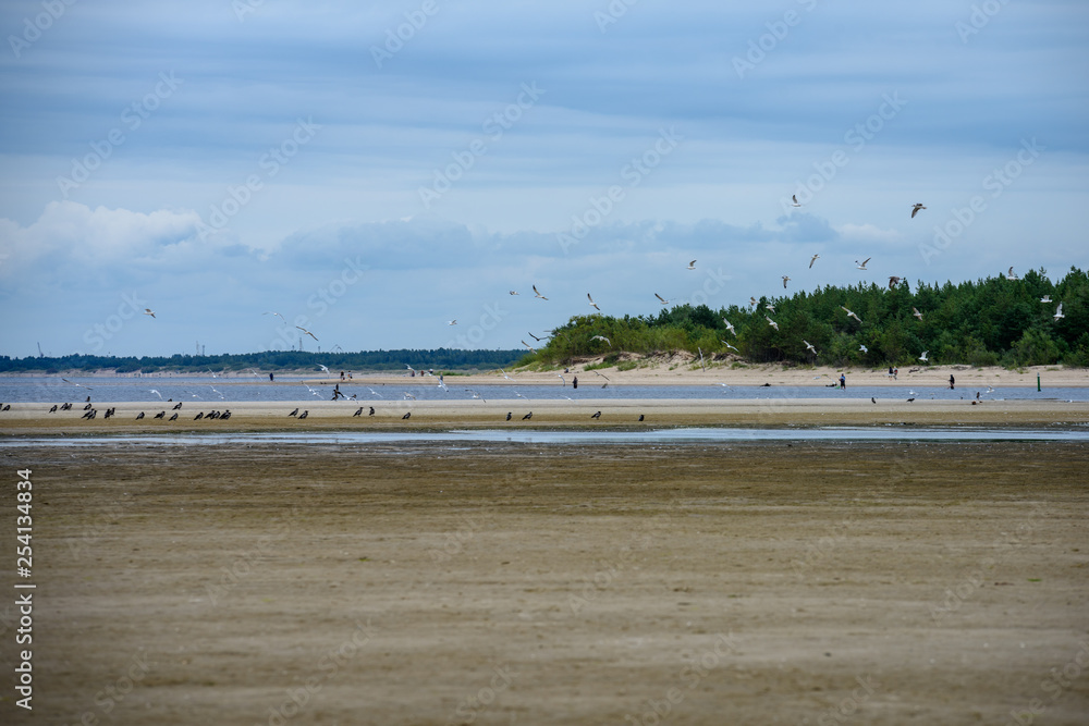 flock of birds resting near water on the beach flock of birds resting near water on the beach