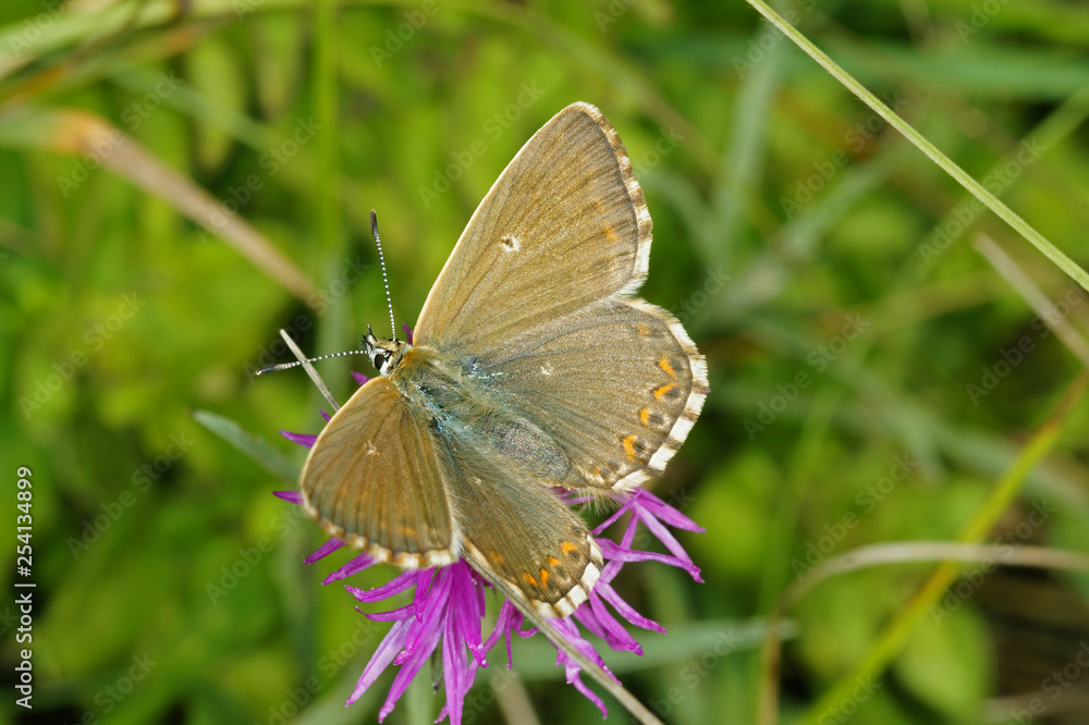 Lysandra coridon (PODA, 1761) Silbergrüner Bläuling , Weibchen 03.08.2017 DE, NRW, Eifel, Lampertstal Lysandra coridon (PODA, 1761) Silbergrüner Bläuling , Weibchen 03.08.2017 DE, NRW, Eifel, Lampertstal