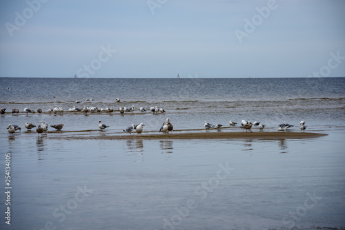 flock of birds resting near water on the beach