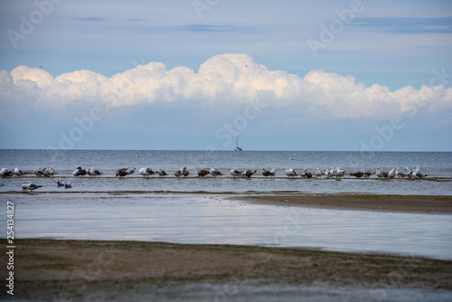 flock of birds resting near water on the beach