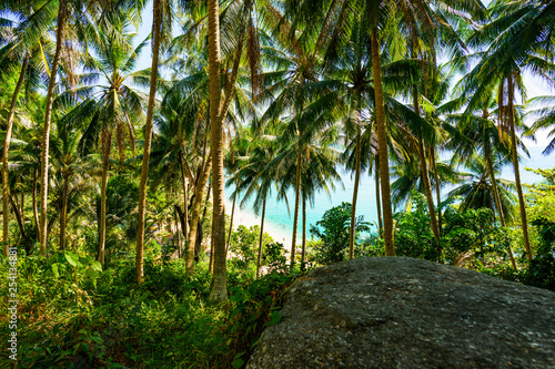 (selective focus) Stunning view of a paradisiacal beach seen through a rich and green vegetation of palm trees with white sand, people sunbathing and turquoise clear water. Surin Beach, Thailand.