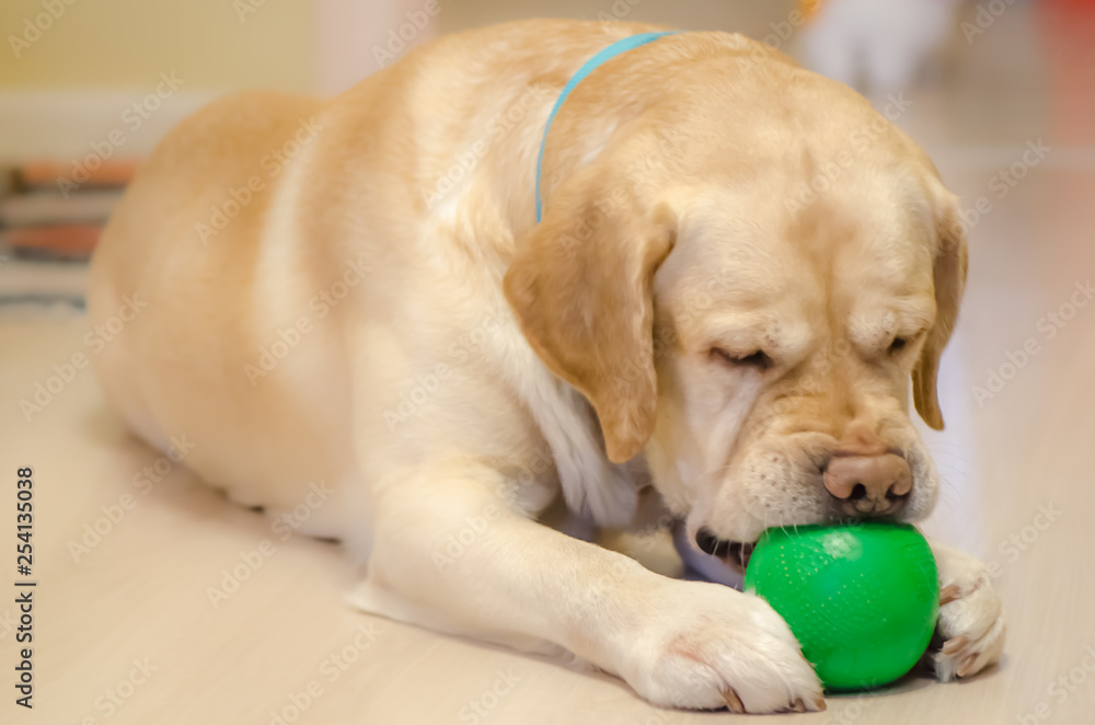 Fototapeta premium Labrador with a green ball
