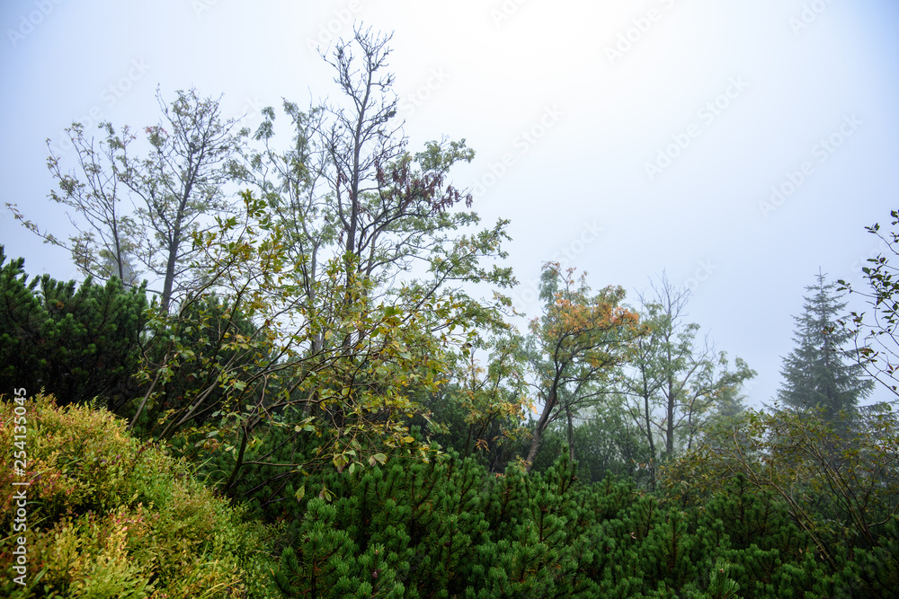 tourist hiking trail in foggy misty day with rain tourist hiking trail in foggy misty day with rain