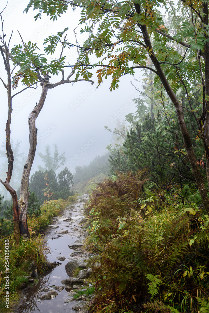 tourist hiking trail in foggy misty day with rain