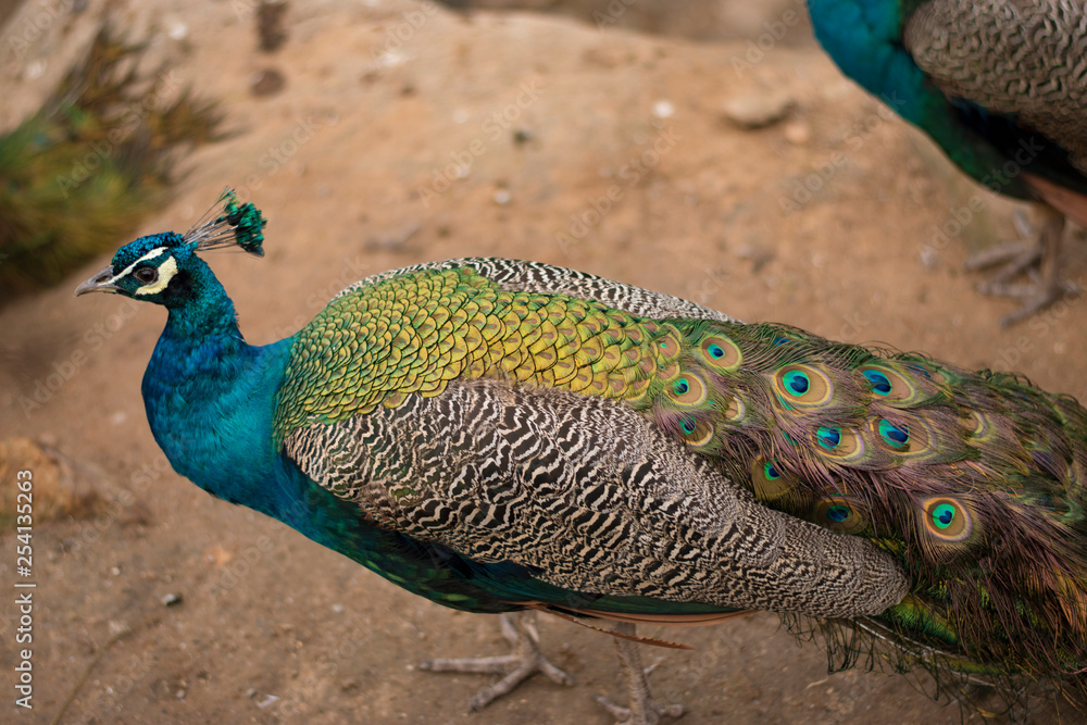 Naklejka premium peacock with feathers out