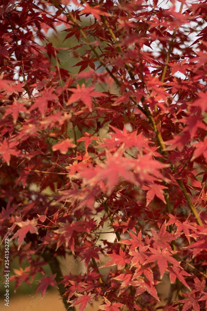 red autumn leaves red autumn leaves