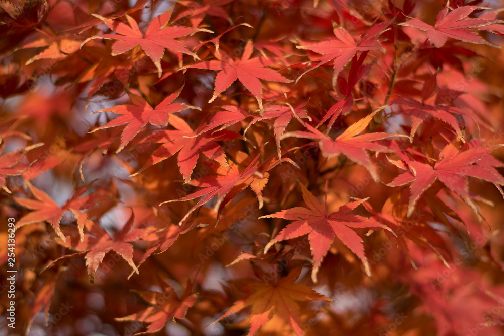 red autumn leaves red autumn leaves
