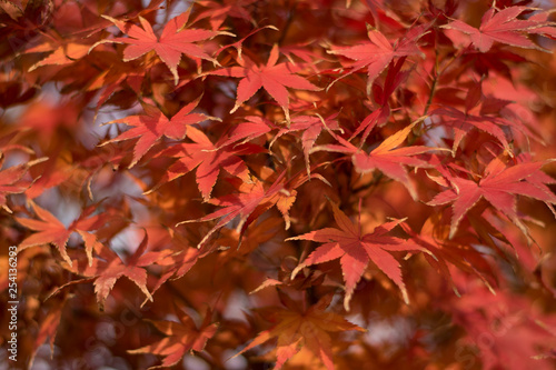 red autumn leaves