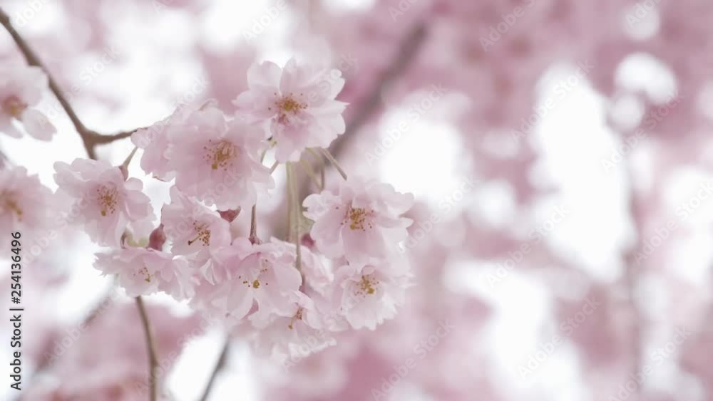 Beautiful cherry blossom sakura in spring time over blue sky. movement with the wind. slow motion Beautiful cherry blossom sakura in spring time over blue sky. movement with the wind. slow motion