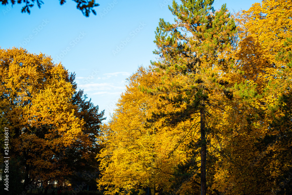Fototapeta premium Herbstlandschaft