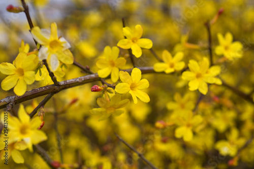 Yellow bloom of a winter jasmine bush.
