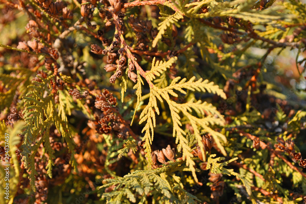 Green juniper twigs with needles and brown small pine cones, top view, soft blurry background Green juniper twigs with needles and brown small pine cones, top view, soft blurry background