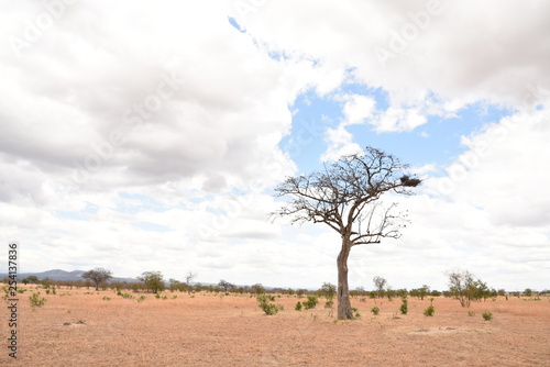 Árbol solitario en la sabana en estación de sequía con un nido de pájaros cielo cubierto de nubes blancas y un ligero fondo azul claro en el Parque Nacional de Mikumi en Tanzania, África del Este.