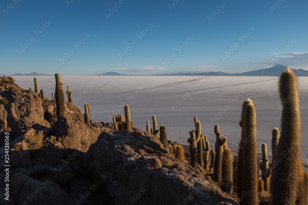 The worlds largest salt flat Bolivia, South America Salar de Uyuni seen from the unique cactus island called Incahuasi island The worlds largest salt flat Bolivia, South America Salar de Uyuni seen from the unique cactus island called Incahuasi island