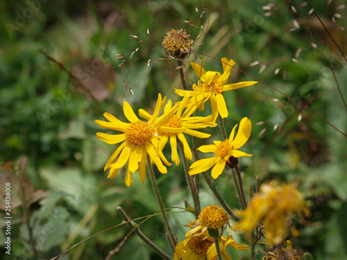 L'arnica des montagnes (Arnica montana) nommée plantain des Alpes en France et tueuse de loup en Allemagne, une plante sauvage des collines de montagnes, protégée de réputation thérapeutique aux capit photo