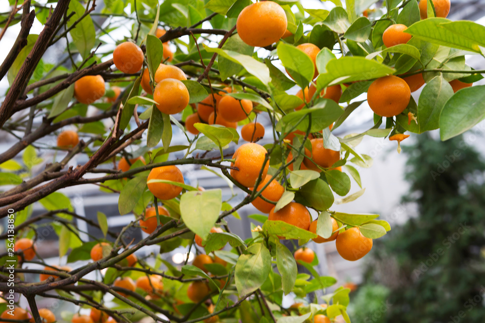 Tangerine tree. Tangerine tree was brought to Europe less than two centuries ago from China. Tangerine fruit is a juicy, tasty, healthy fruit. Tangerine is an evergreen plant in the form of a tree up 
