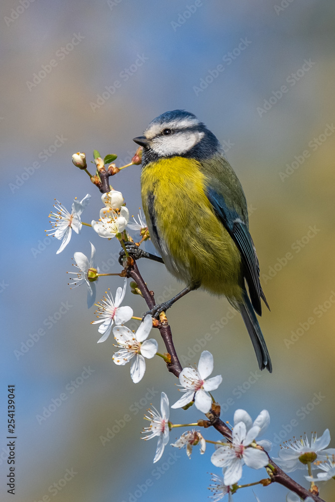 Obraz premium Blue tit (Parus caeruleus) on blackthorn blossom in beautiful sunny day.